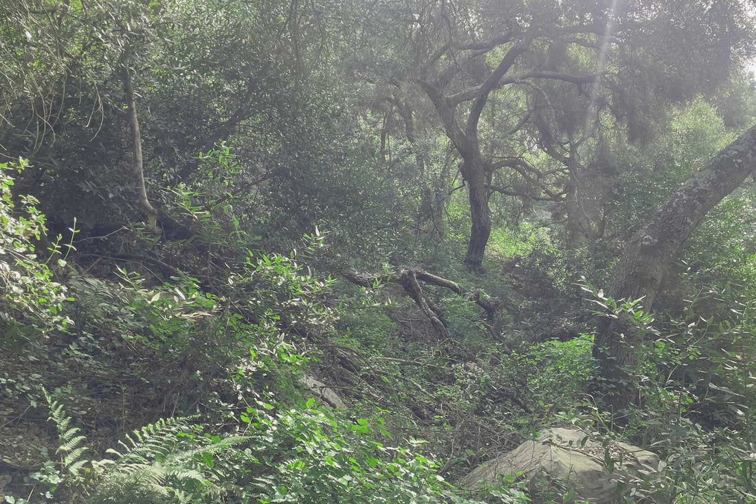 The Practice of Shinrin-yoku, Forest Bathing