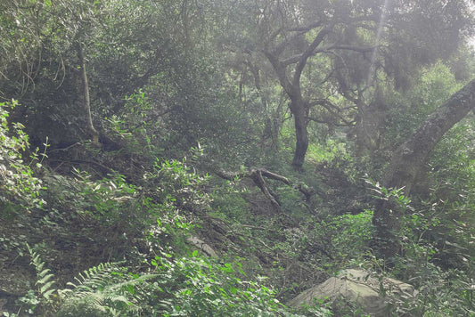 The Practice of Shinrin-yoku, Forest Bathing