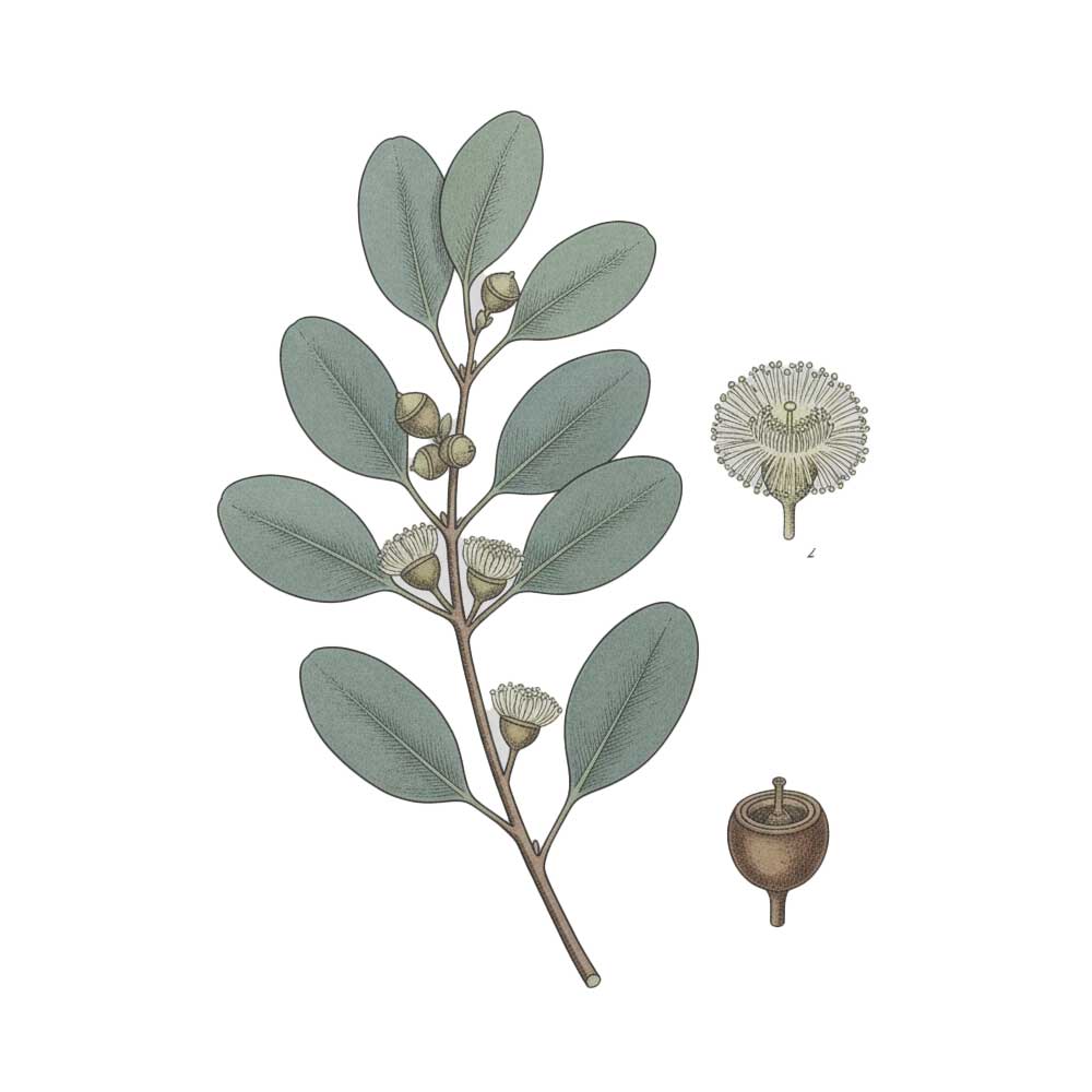 Botanical illustration of eucalyptus leaves and buds on a white background