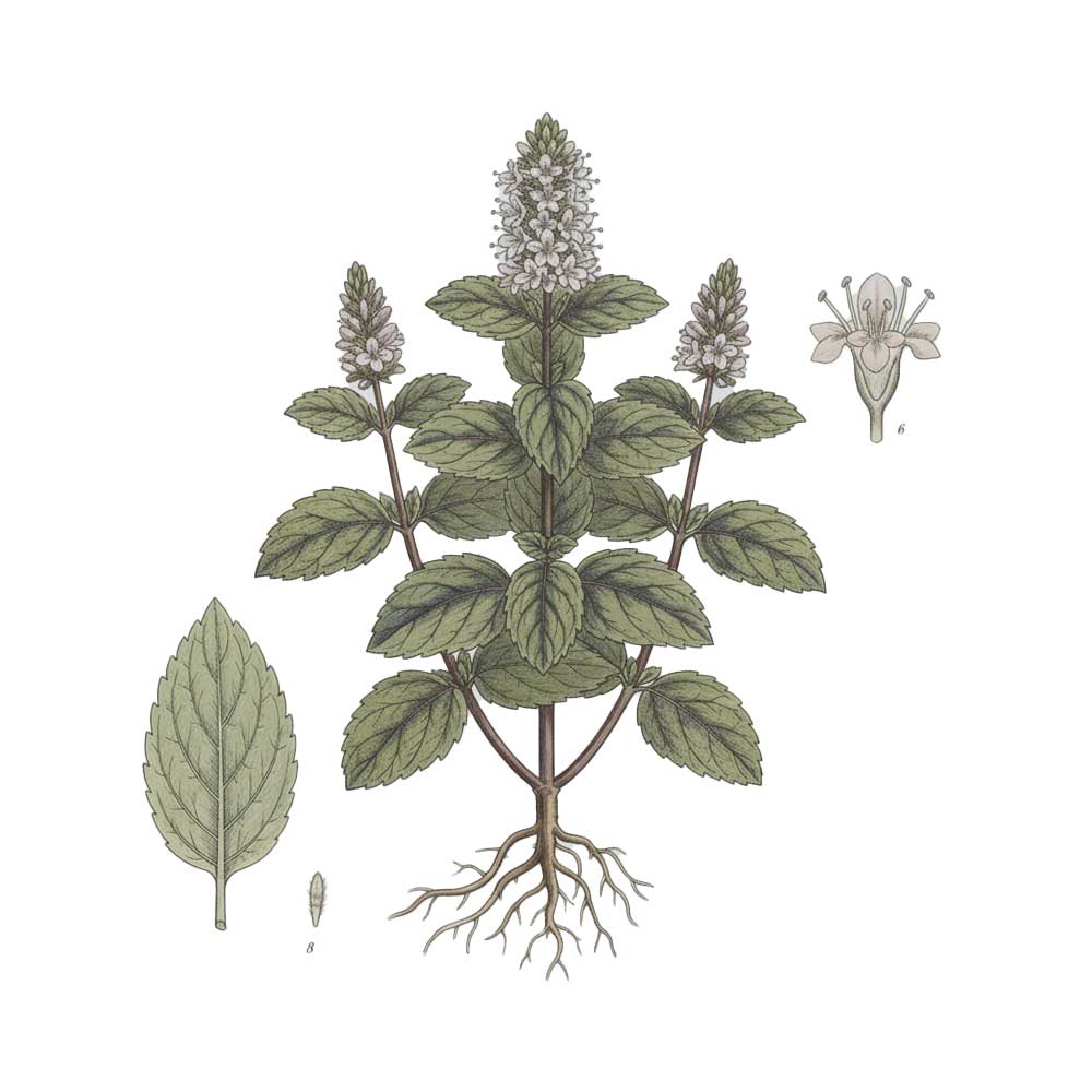 Botanical illustration of a peppermint plant with green leaves and white flowers on a white background