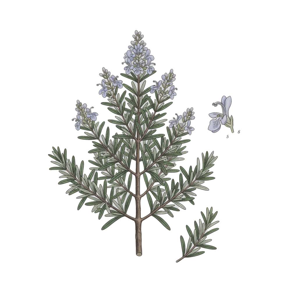 Botanical illustration of a rosemary plant with green leaves and purple flowers on a white background