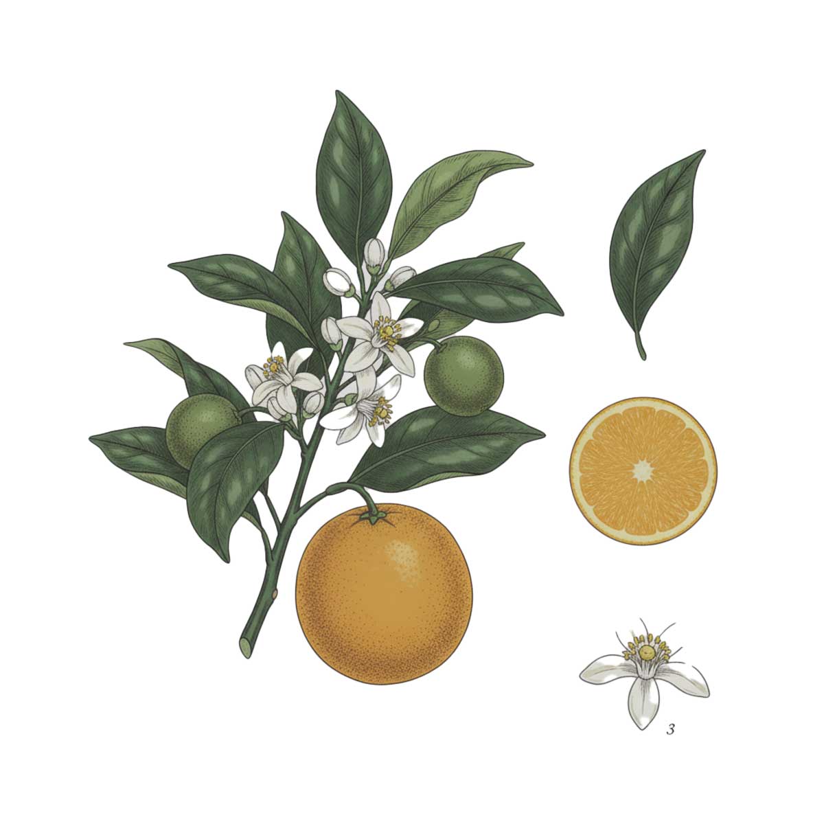 Botanical illustration of an orange tree branch with fruits, leaves, and flowers on a white background